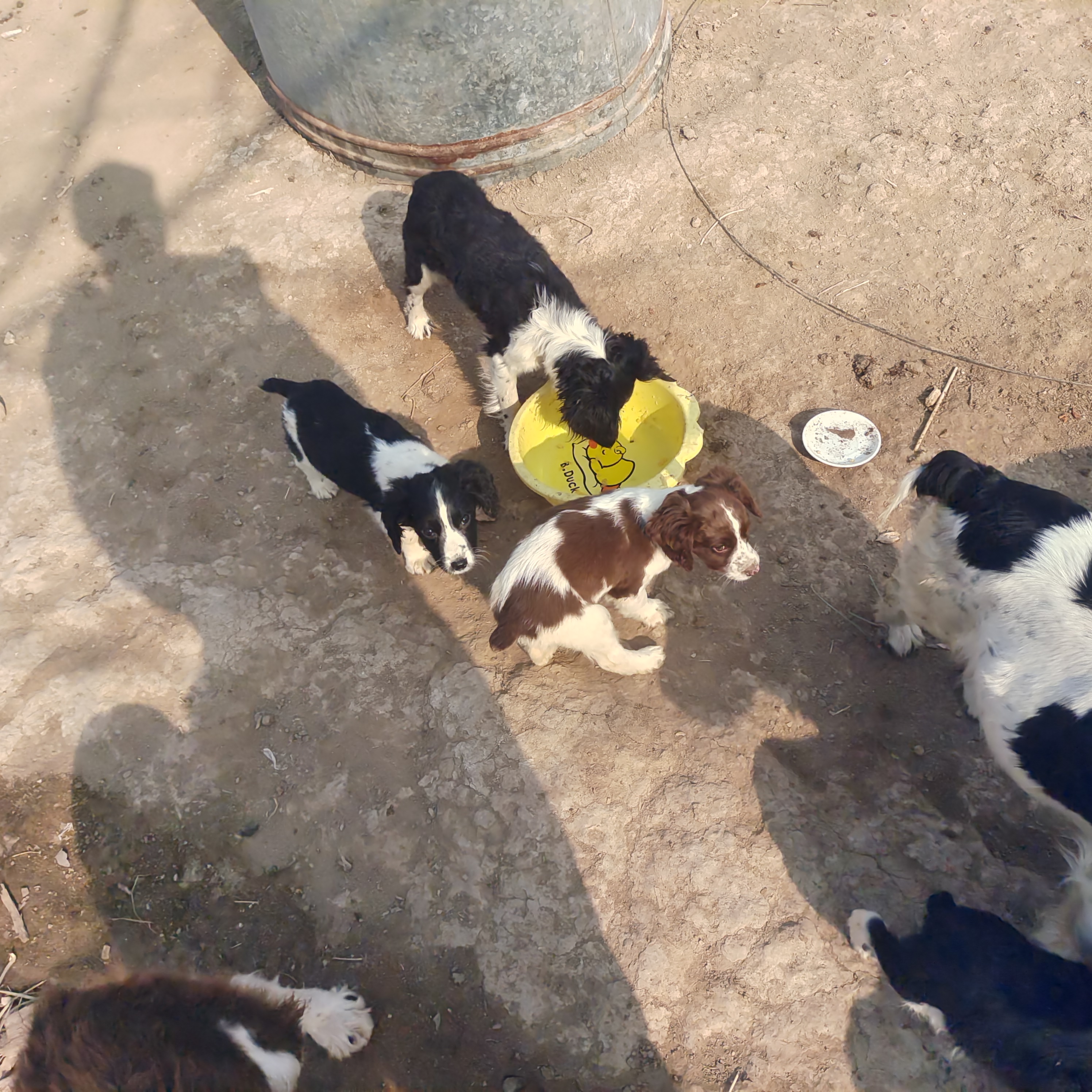 小体短毛史宾格搜救犬，温顺，智商高